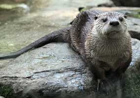 North American River Otters, Emily and Franklin200.jpg